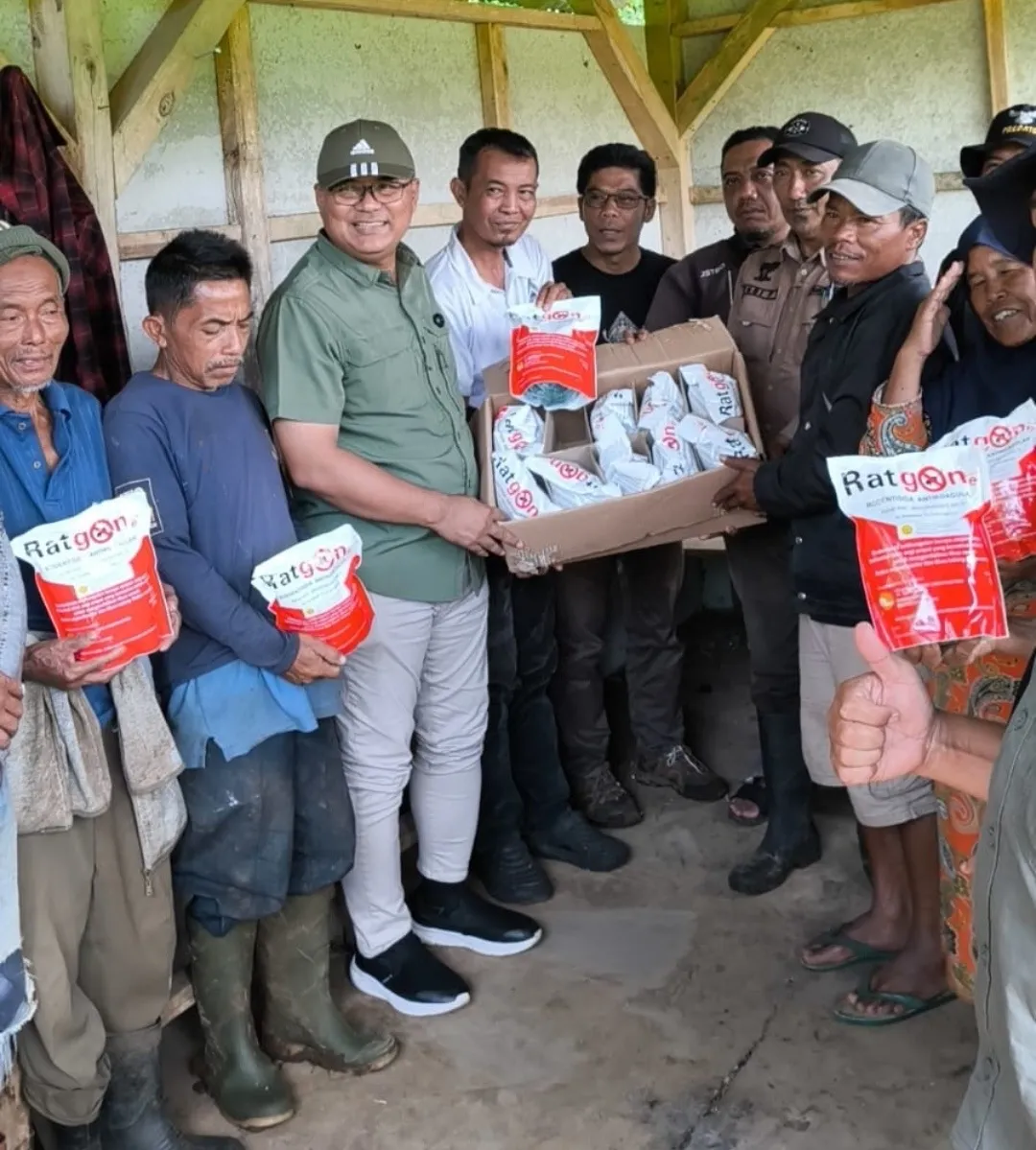 Pemerintah Kabupaten Kuningan Tangani Serangan Hama Tikus dengan Gerakan Pengendalian Terpadu