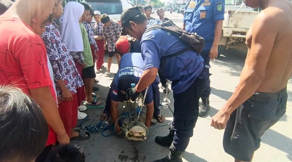 Evakuasi Buaya Kurus di Permukiman Warga Berau