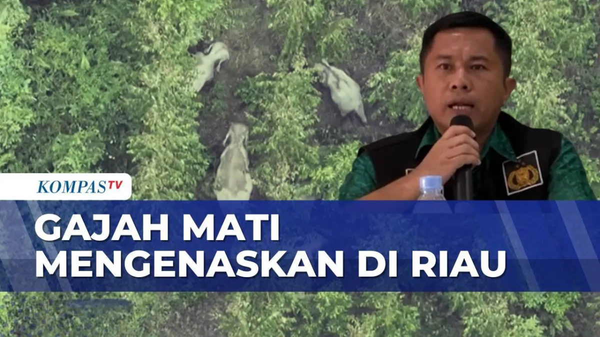 Gajah Sumatera Ditemukan Mati Diduga Akibat Perburuan Liar di Riau