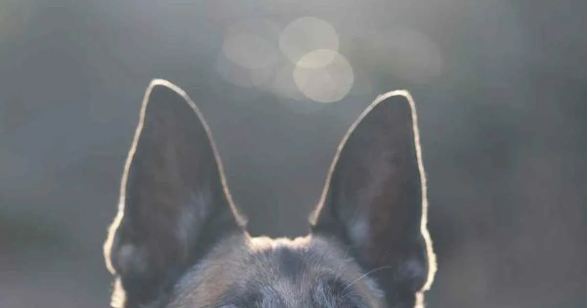Kaptan, Anjing Malinois Berusia 7 Tahun, Mencari Keluarga Baru yang Penuh Kasih