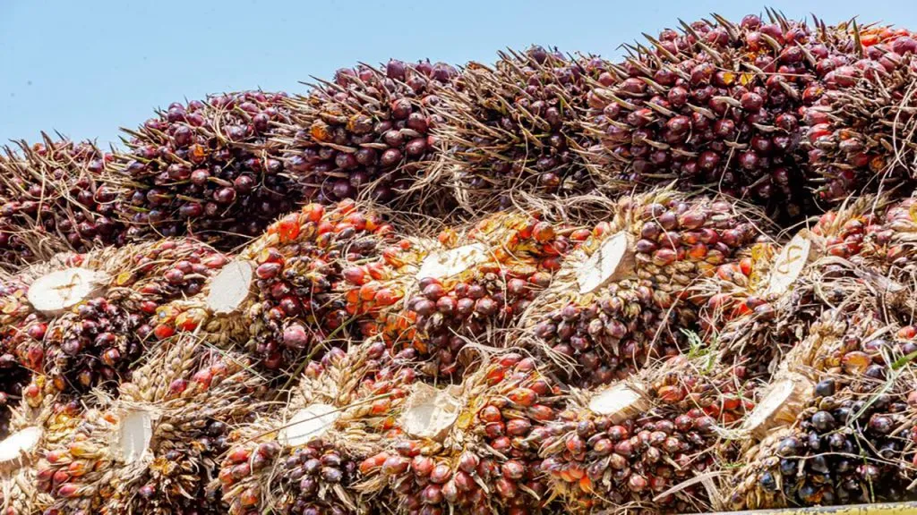 Indonesia Desak Uni Eropa Patuhi Putusan WTO Terkait Minyak Sawit