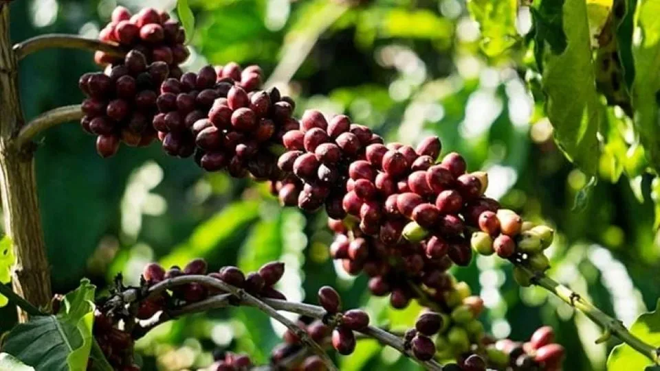 Kenaikan Harga Kopi di Dataran Tinggi, Lada Justru Turun