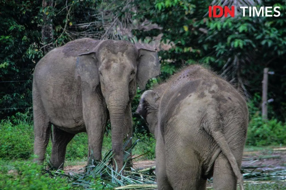 Warga Bener Meriah Tewas Dihantam Gajah Liar