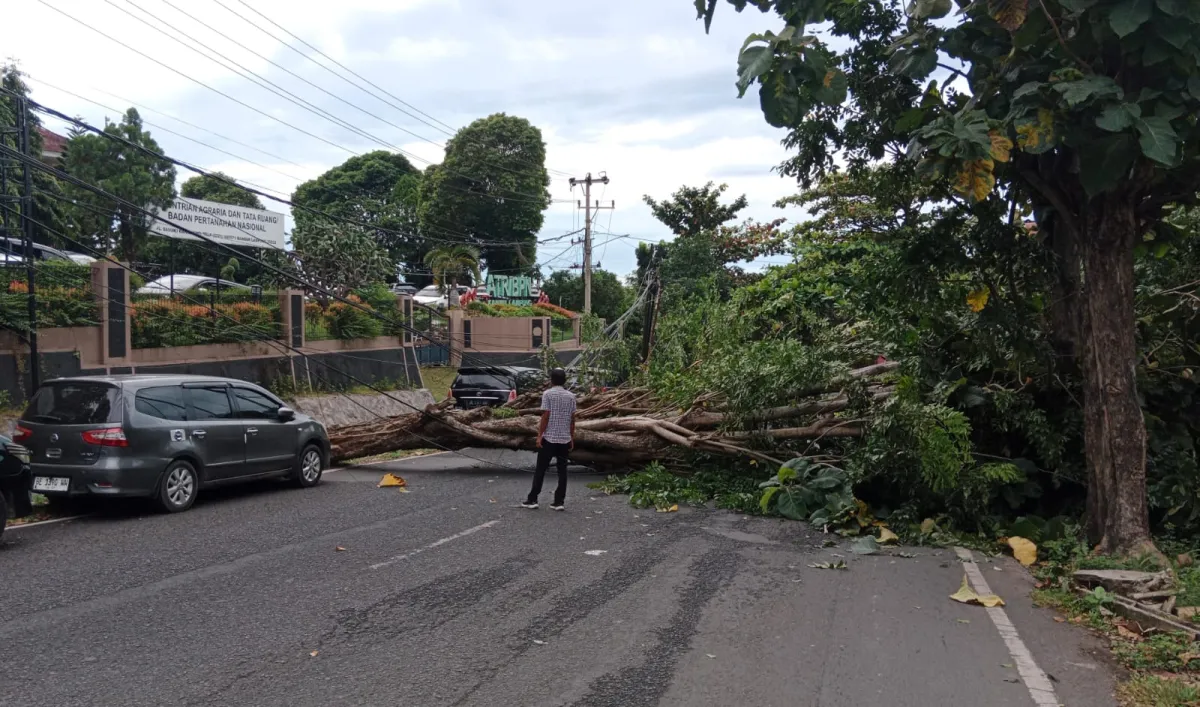 Pohon 15 Meter Tumbang di Jalan Basuki Rahmat, Lalu Lintas Terhambat