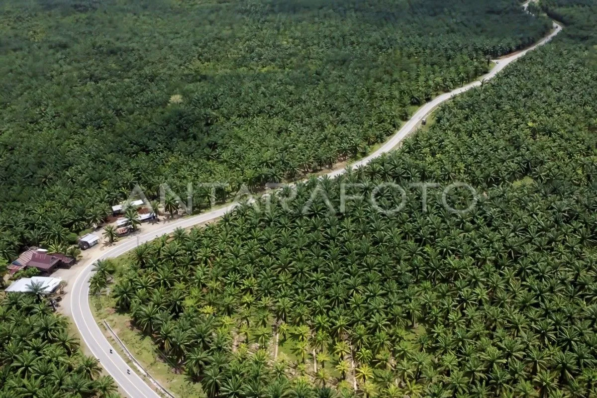 POPSI Dorong Penataan Kebun Sawit Rakyat Sesuai Regulasi Hutan