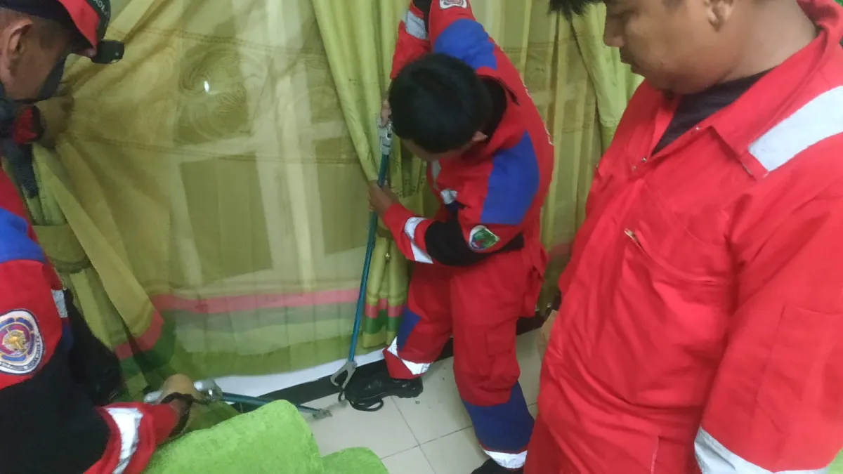 Pria 55 Tahun Dikejutkan Ular di Ruang Tamu, Evakuasi Berhasil Tanpa Korban