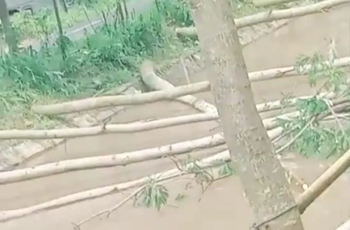 Oknum DPUPR Diduga Lalai dalam Penegakan Aturan Penanaman Pohon di Jalan Pekalen-Klenang