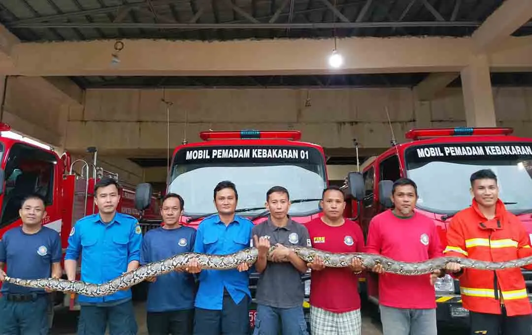 Ular Piton Dievakuasi di Barong Tongkok, Warga Diminta Waspada