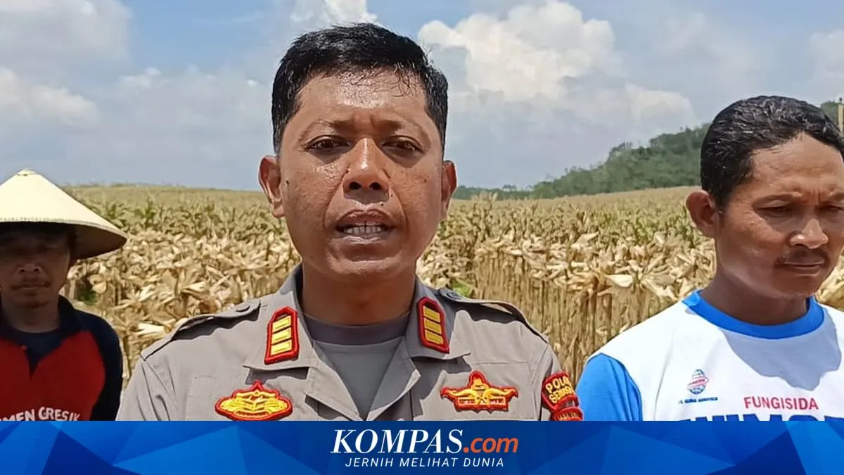 Kapolsek Bergas Dukung Ketahanan Pangan Melalui Pendampingan Petani Jagung