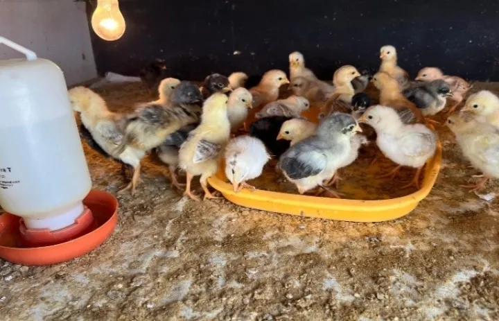 Lapas Bengkalis Berhasil Penetaskan 200 Anak Ayam untuk Ketahanan Pangan
