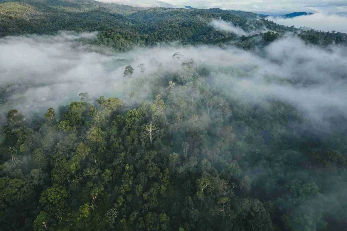 Perpres 110/2025: Pengelolaan Karbon untuk Kesejahteraan dan Konservasi Hutan