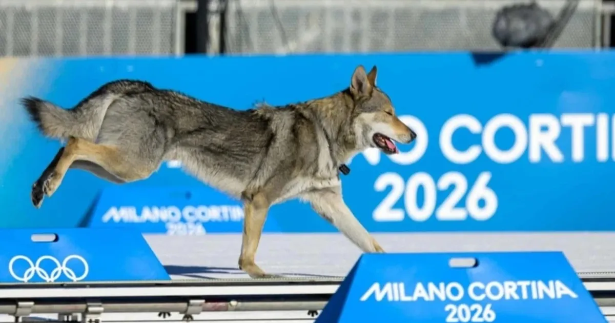 Anjing Mengejutkan Lintasan Olimpiade, Sorakan Penonton Pecah