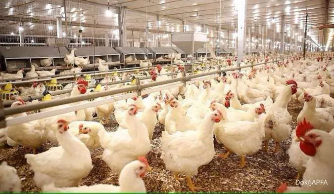 Impor Ayam AS Dukung Ketersediaan Bibit Ayam Dalam Negeri