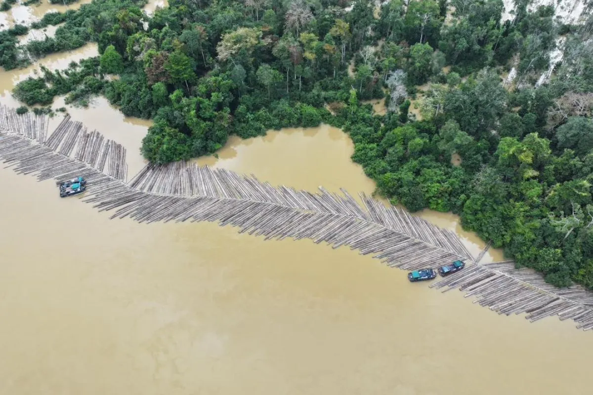 Kementerian Kehutanan Periksa Legalitas 1.085 Batang Kayu Bulat di Kapuas