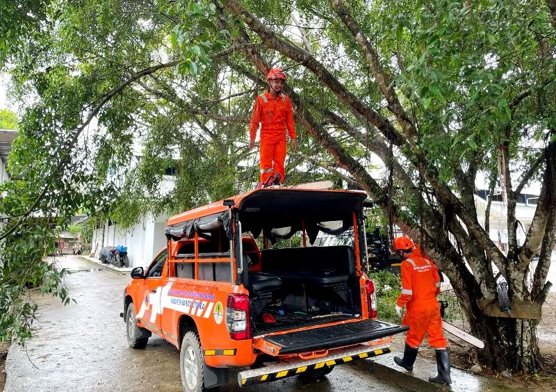 BPBD Barut Tebang Pohon Berisiko Tumbang di Pasar Dermaga Muara Teweh