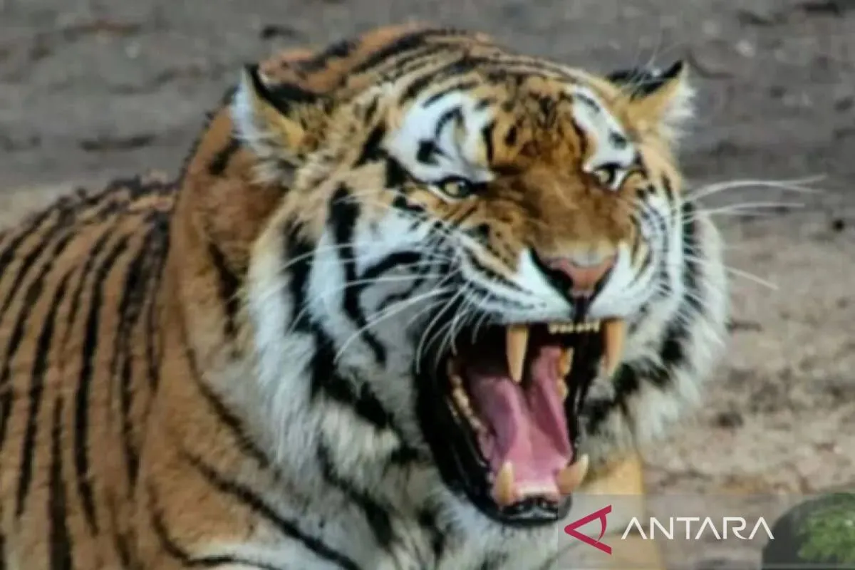 Lebih dari 70 Harimau Mati Misterius di Thailand, Penyelidikan Diluncurkan