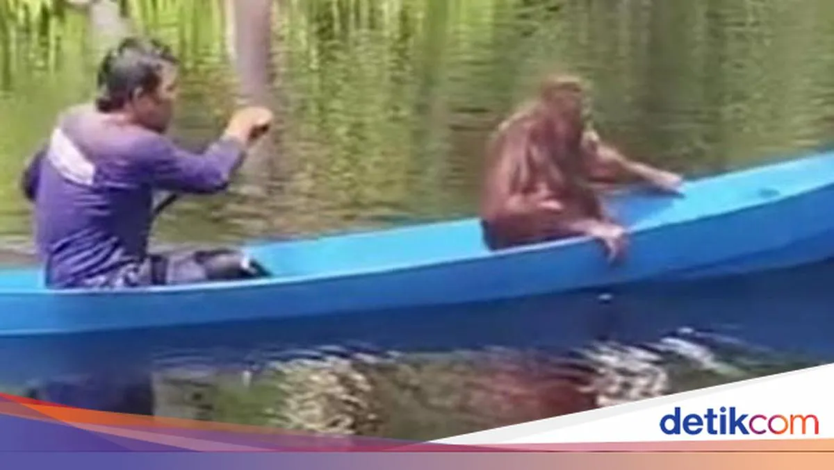 Setelah Tiga Tahun, Orang Utan Timtom Kini Mampu Membuat Sarang