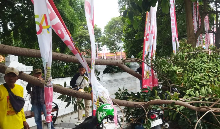Dahan Pohon Patah di Banyuwangi, Warga Selamat dari Insiden