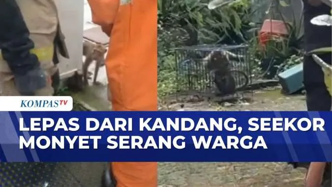Monyet Lepas Serang Pemilik dan Warga di Surabaya