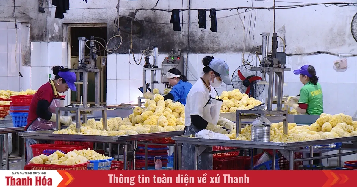 Dampak Konflik Timur Tengah Terhadap Bisnis Ekspor di Thanh Hoa