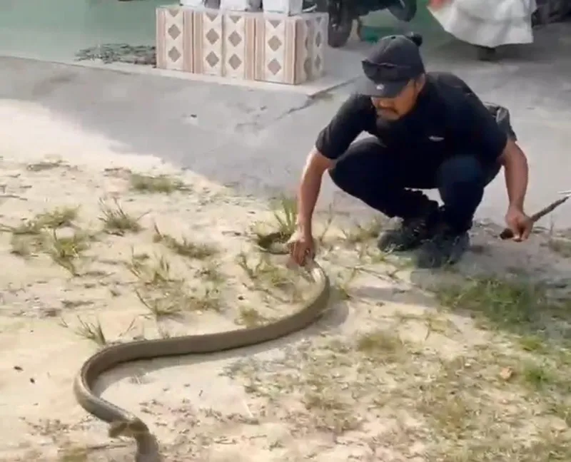 Hujan Deras Picu Masuknya Ular ke Rumah Warga