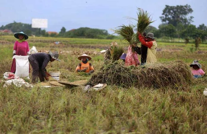 Pemerintah Fokus Perkuat Ketahanan Pangan Hadapi Krisis Global