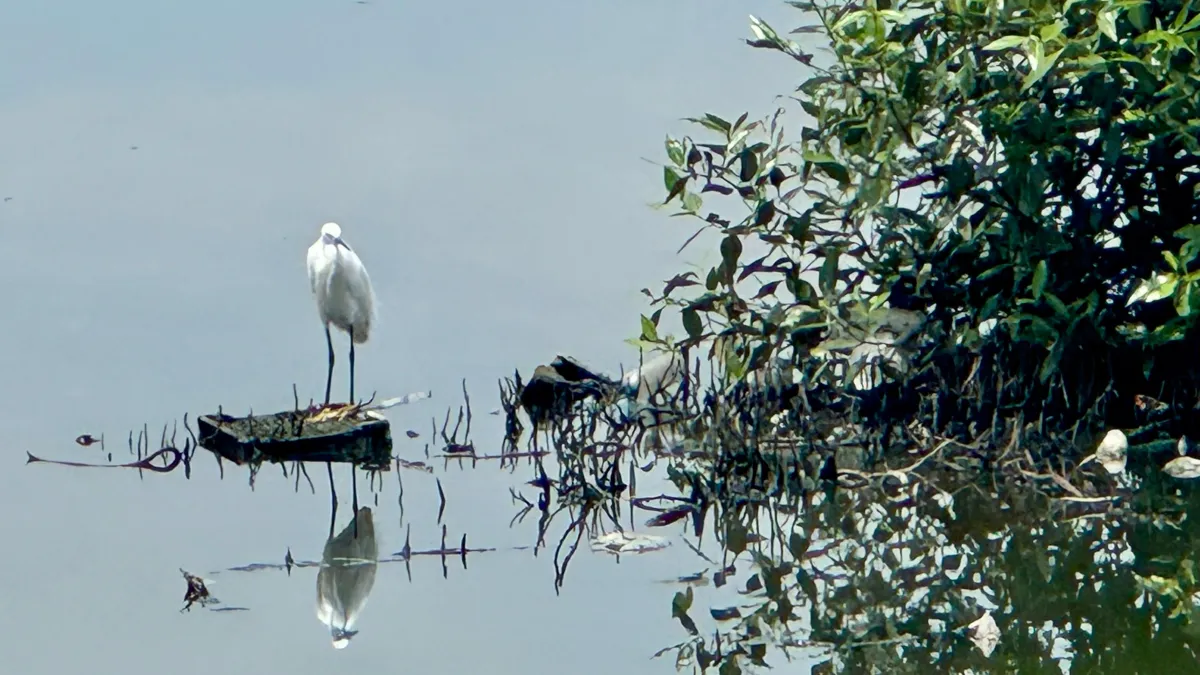 Keindahan Burung Kuntul di Hutan Mangrove Lhokseumawe