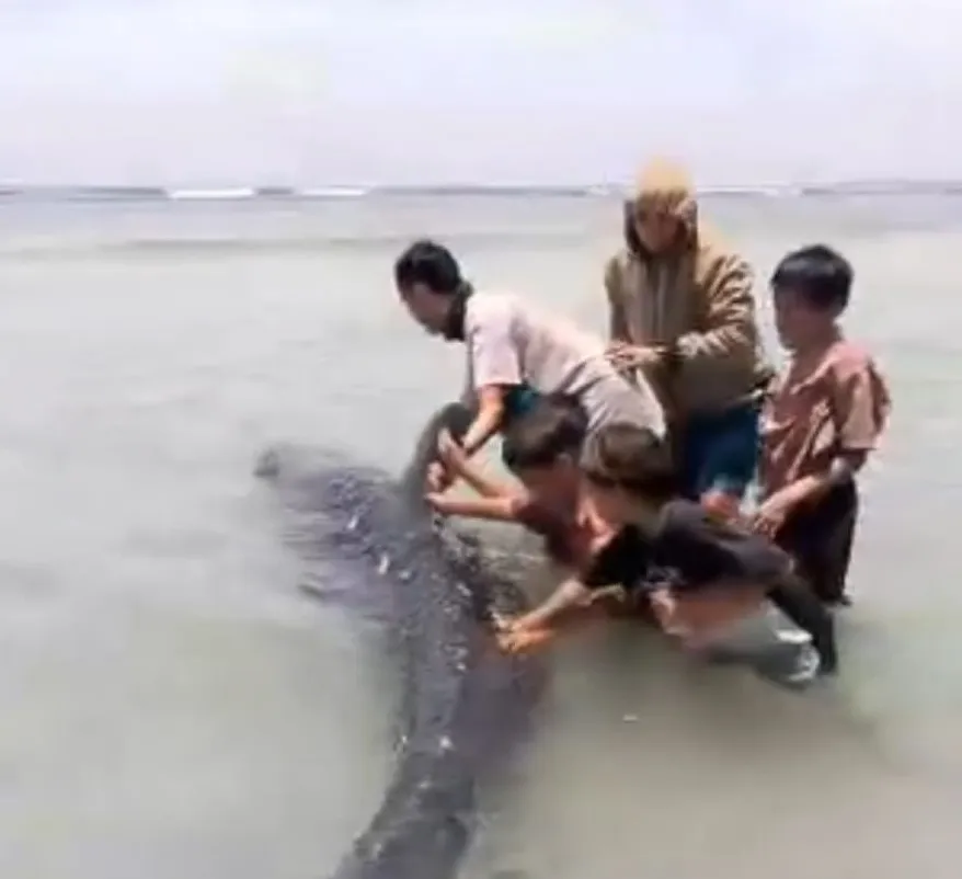 Ikan Paus Terdampar dan Terluka di Pantai Palippis Balanipa