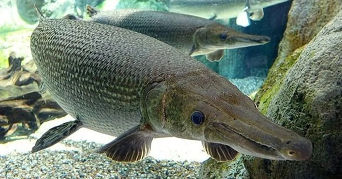 13 Orang Keracunan Akibat Mengonsumsi Telur Ikan Hias di Thanh Hoa