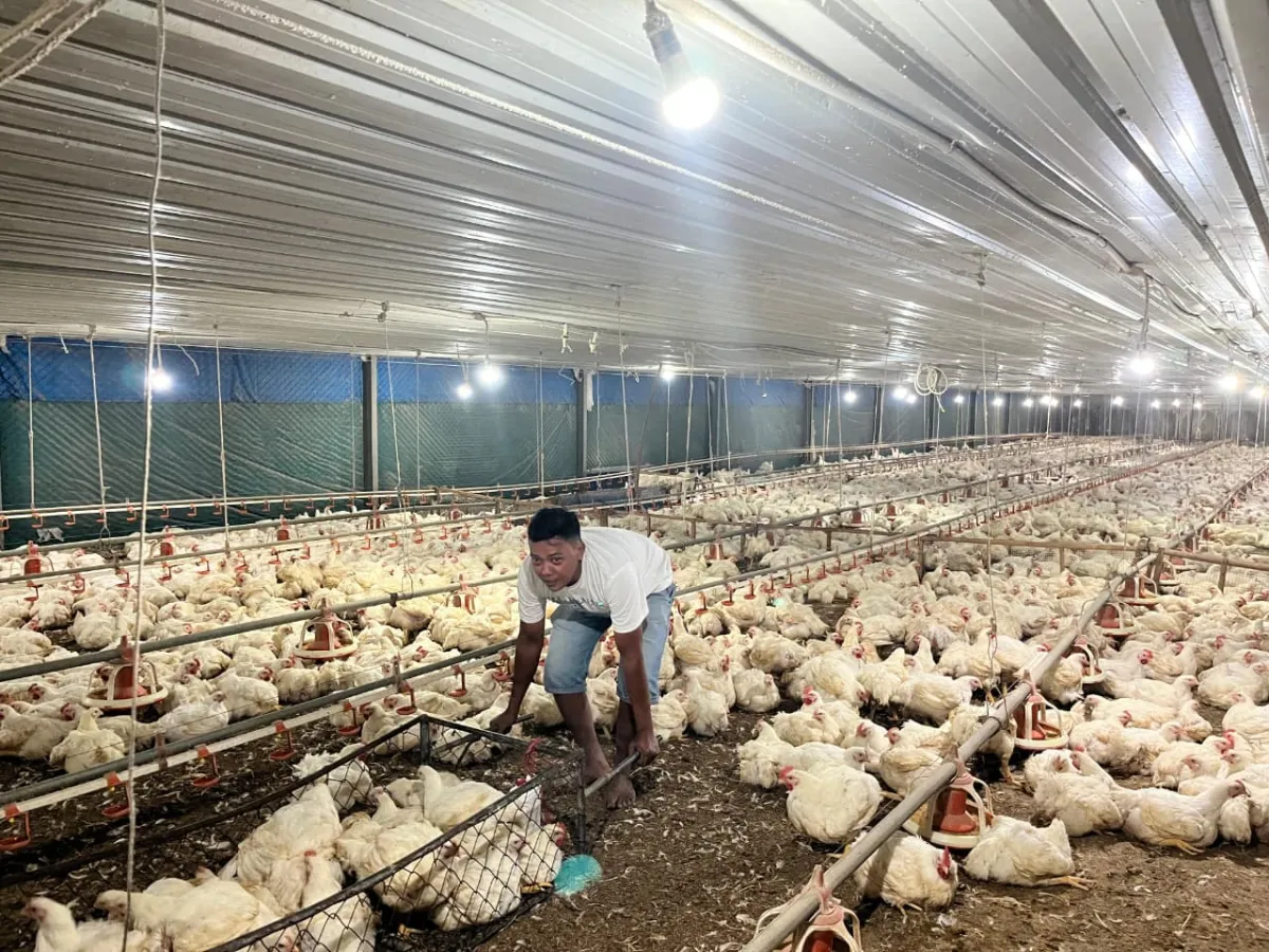 Kementan Tegaskan Dukungan untuk Peternak Lokal di Tengah Tantangan Perdagangan Global
