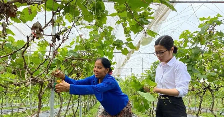 Tam Dao Tingkatkan Pendapatan Petani Melalui Perubahan Pola Tanam