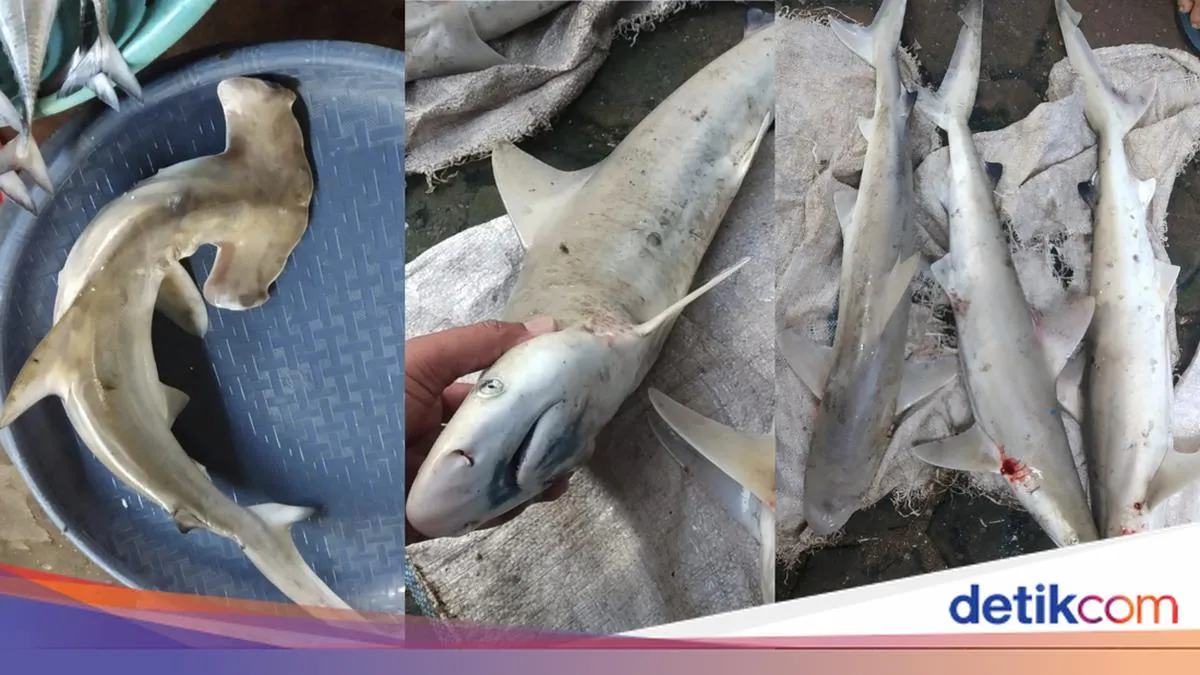 Temuan Perdagangan Bayi Hiu di Pasar Ikan Bawean