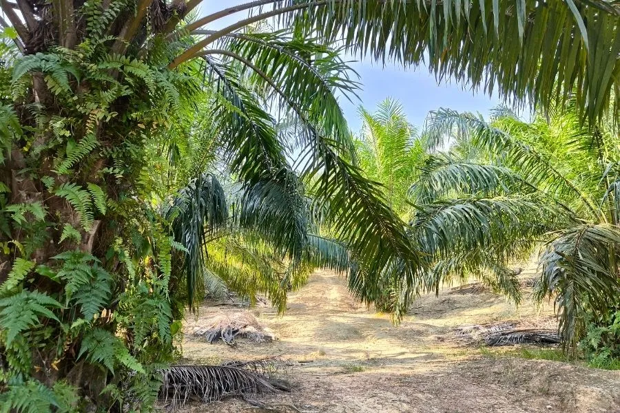 Mengelola Gulma di Kebun Kelapa Sawit: Strategi Efisiensi Biaya dan Keseimbangan Ekosistem