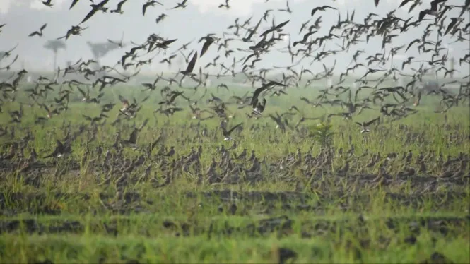 Burung Migrasi dari Rusia-Cina di Kediri-Tulungagung Tidak Mengganggu Pertanian Padi