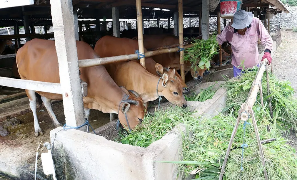DPRD Kalteng Tekankan Sinergi Pusat-Daerah untuk Kembangkan Peternakan
