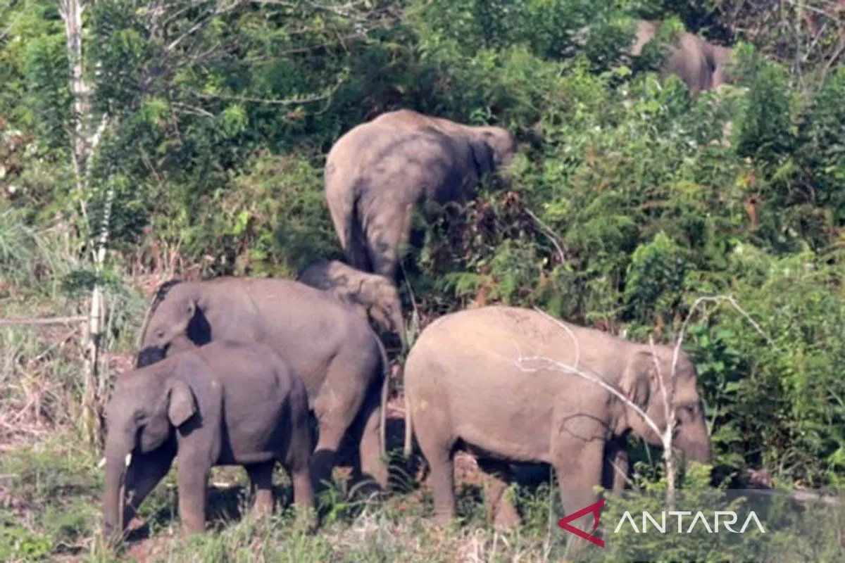 Petani di Bener Meriah Tewas Diterjang Kawanan Gajah