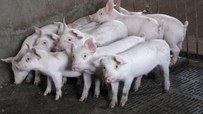 Transformasi Konsumsi Masyarakat Arab: Dari Babi ke Ayam