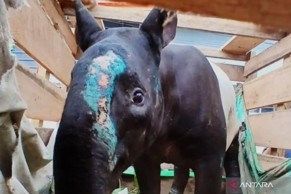 BKSDA Sumbar Amankan Pelaku Perdagangan Tapir di Pasaman