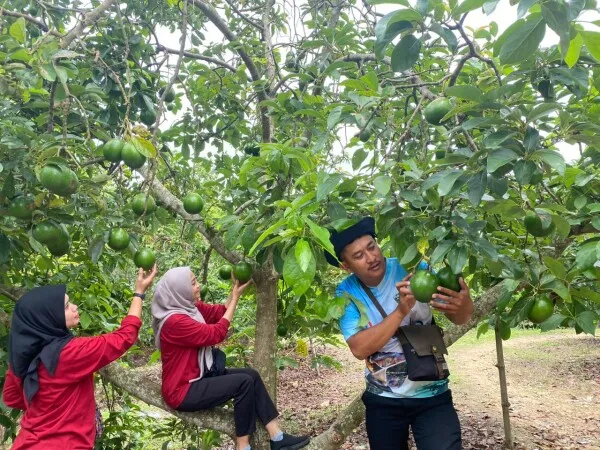 Bojonegoro Kembangkan Alpukat dan Jambu Mete untuk Tingkatkan Ekonomi Petani