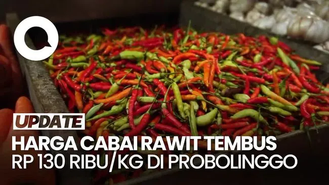 Harga Cabai Rawit di Probolinggo Tembus Rp 130 Ribu/Kg, Petani Terpaksa Jaga Lahan 24 Jam