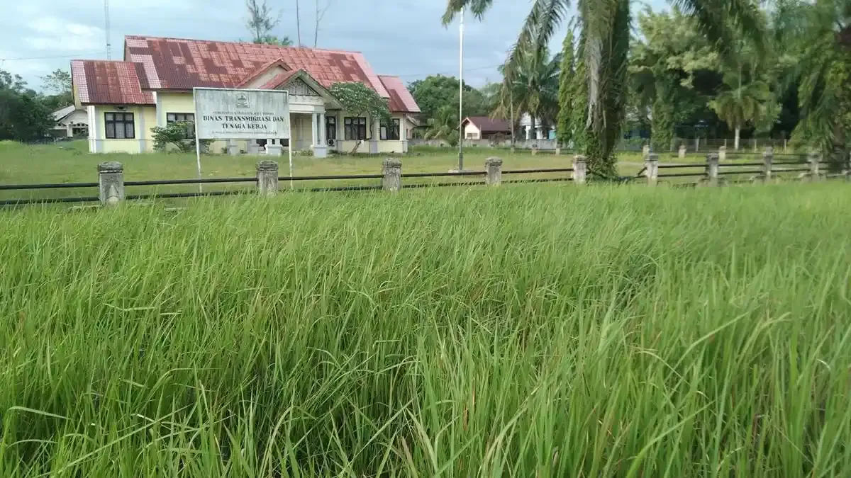 Halaman Dinas Trans Migrasi Aceh Singkil Penuh Rumput Ilalang