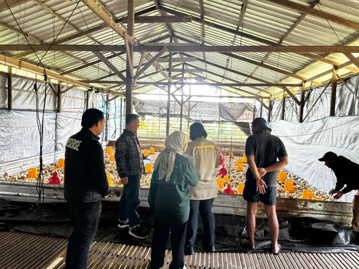 Pemantauan Harga Ayam Broiler di Tarakan Stabil