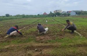 Polsek Klari Dukung Ketahanan Pangan Melalui Pemupukan Jagung Hibrida