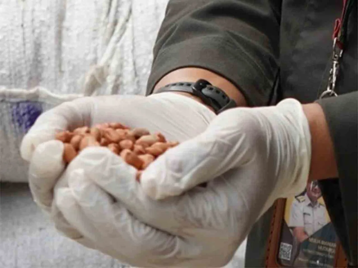 Barantin Tolak 40 Ton Kacang Tanah Impor karena Aflatoksin Melebihi Batas