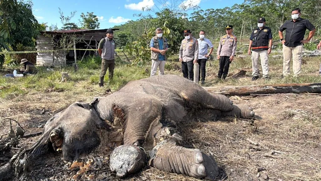 Kapolda Riau Selidiki Kematian Anak Gajah di Taman Nasional Tesso Nilo