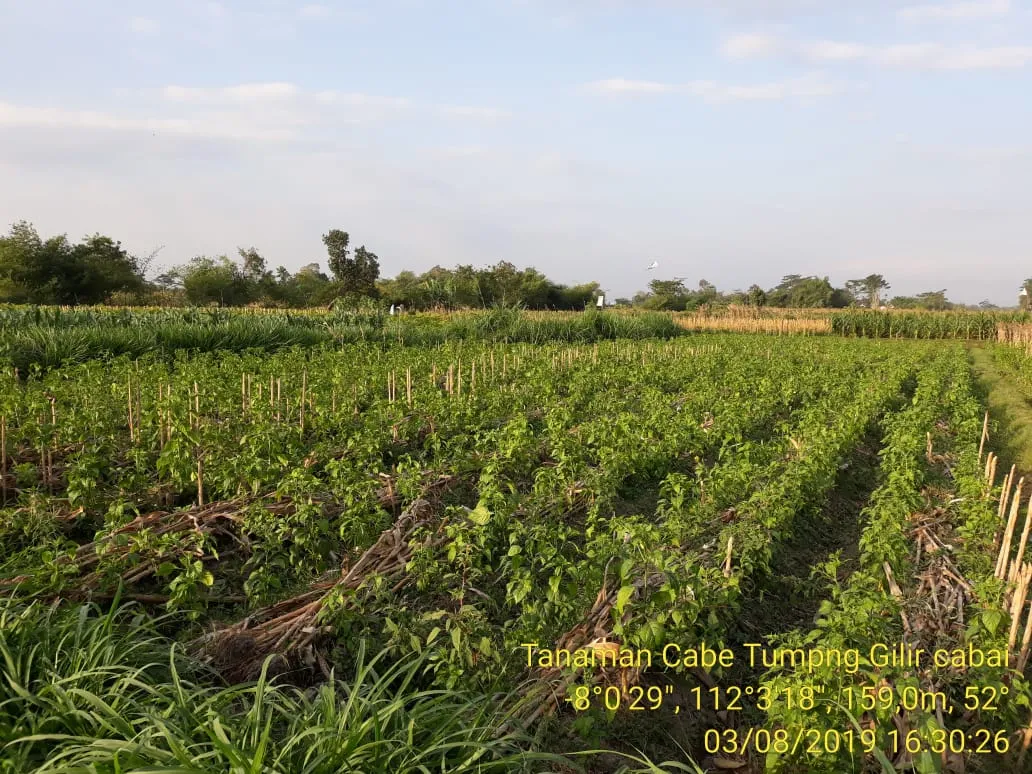 Kementan Perkirakan Produksi Cabai Meningkat dan Harga Stabil