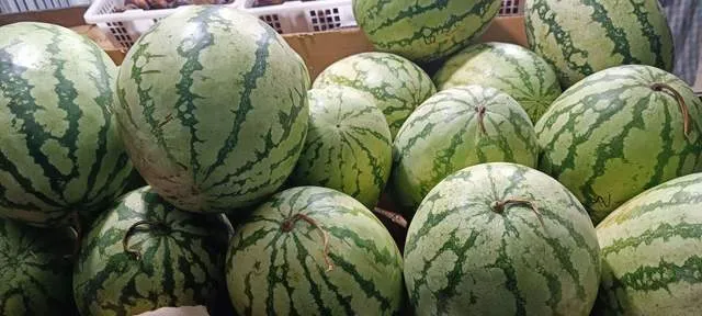 Panduan Memilih Semangka Merah yang Manis dan Segar