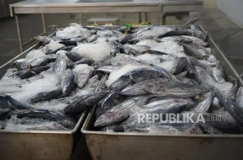 Ekspor Tuna Papua Meningkat Signifikan ke Pasar Global