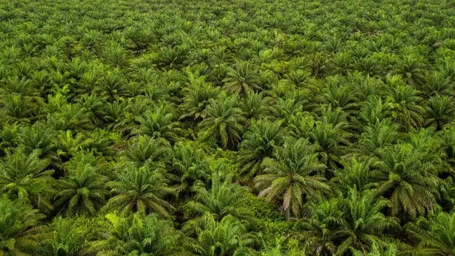 Usulan Penggantian Kebun Sawit Tua untuk Tingkatkan Produktivitas Petani