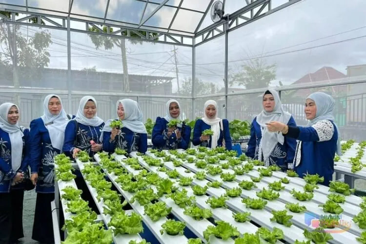 TP PKK HSS Sukses Panen Sayuran Hidroponik untuk Ketahanan Pangan Keluarga
